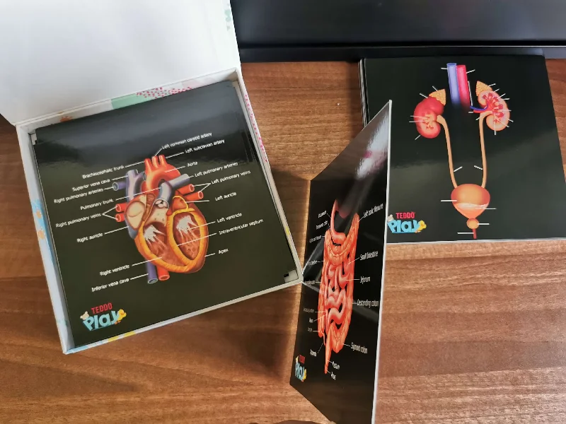 Puzzle - based math games for learning arithmetic Teddo Play - Our Bodies Inside & Out Learning Cards Set Puzzle - based math games for learning arithmetic Teddo Play - Our Bodies Inside & Out Learning Cards Set